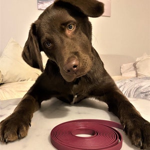 May include: A chocolate brown Labrador Retriever puppy with blue eyes looks at the camera while sitting on a white surface. A coiled, burgundy-colored dog leash is in front of the puppy.
