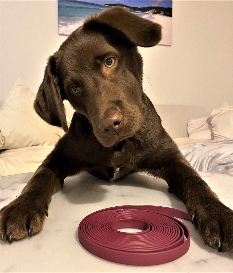May include: A chocolate brown Labrador Retriever puppy with blue eyes looks at the camera while sitting on a white surface. A coiled, burgundy-colored dog leash is in front of the puppy.