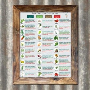 May include: A colourful chart with a wooden frame, titled "Basic Companion Planting Chart". The chart lists different vegetables and herbs, and shows which plants grow well together, which are beneficial to the garden overall, which help control pests, and which should not be planted together.