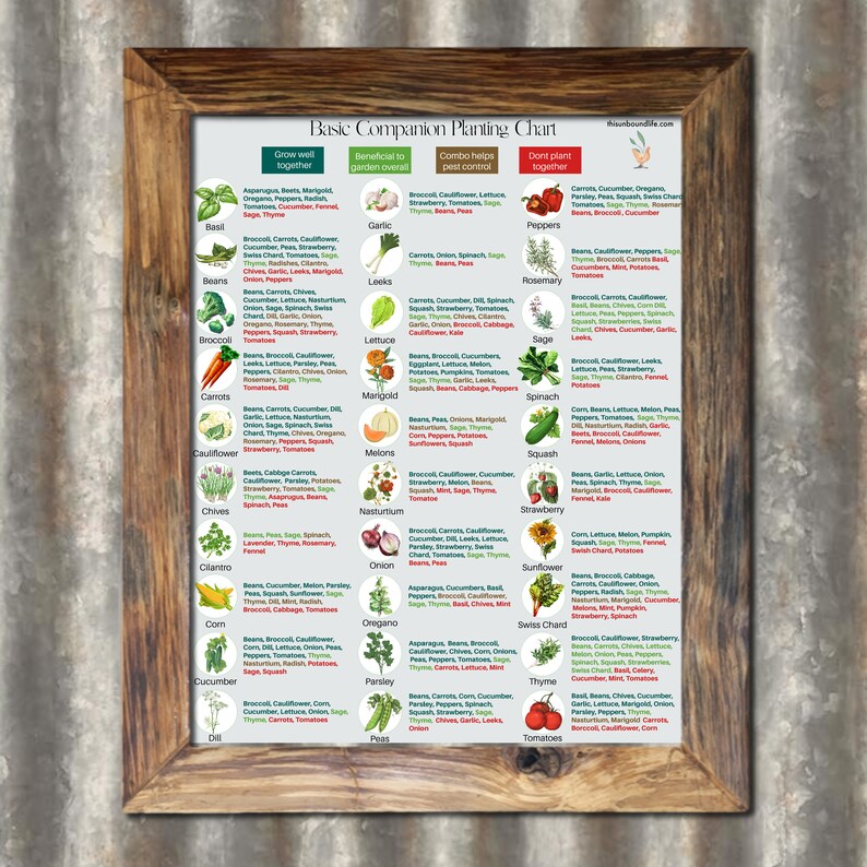 May include: A colourful chart with a wooden frame, titled "Basic Companion Planting Chart". The chart lists different vegetables and herbs, and shows which plants grow well together, which are beneficial to the garden overall, which help control pests, and which should not be planted together.