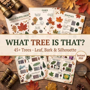 Może przedstawiać: Edukacyjne tablice botaniczne zatytułowane "Co to za drzewo?" z ilustracjami liści, kory i sylwetek. Tablice zawierają tekst i obrazy różnych gatunków drzew, z jesiennymi liśćmi i zabytkową lornetką.