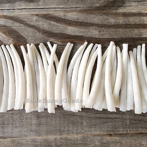 40 pieces of 2 inch Smooth Dentalium Shells,  white color tusk shells