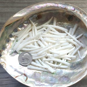 1oz or 2oz Bulk Dentalium Shells: White Tusk Shells (1-1.75 inch)