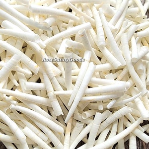 Rare Chalky White Dentalium Seashells: 1-1.75 inch Tusk Shells