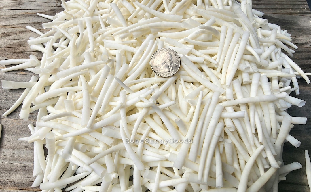 1 Kilo (kg) (2.2 Lbs) White Dentalium Shells: Smooth Tusk Shells (1-1. ...