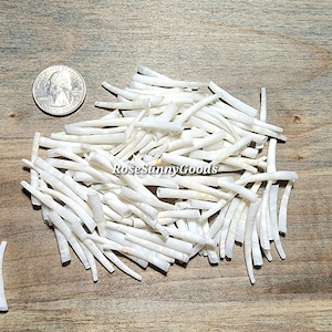 2 oz of 0.50 inch to 1.35 inch, Smooth Dentalium Shells, white color tusk shells