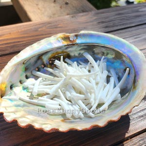 May include: An iridescent abalone shell bowl containing a collection of small, thin, white cylindrical sticks. The interior of the shell displays a shimmering, multi-colored pearlescent finish. The text RoseSunnyGoods is visible on the shell.