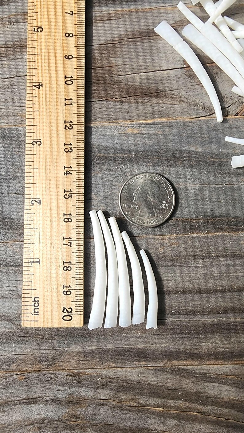Shell Ruler 1 Kilo (kg) (2.2 Lbs) White Dentalium Shells: Smooth Tusk Shells (1-2 ...