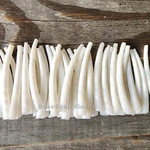 40 pieces 1.50 inch Smooth Dentalium Shells, white color tusk shells