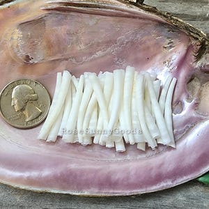 40 pieces of 1.25 inch Dentalium Smooth Shells, white color tusk shells