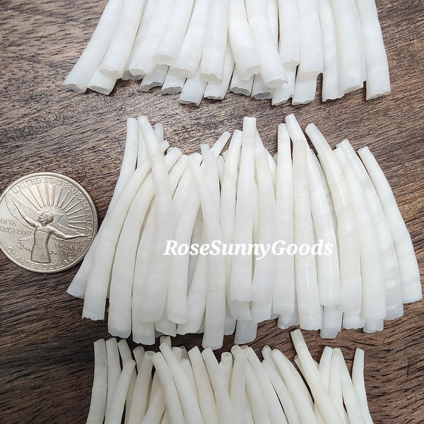 100 pieces 1.50 inch Smooth Dentalium Shells