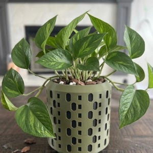May include: A green potted plant with large, heart-shaped leaves. The plant is in an olive-green pot with a geometric pattern of rectangular and oval cutouts. The plant pot is on a wooden surface.