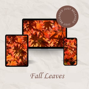 Fall Desktop Wallpaper - a Canopy of Leaves for your Laptop, Desktop, Phone or Tablet.