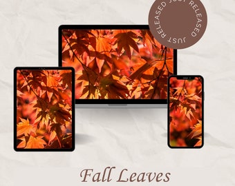 Fall Desktop Wallpaper - a Canopy of Leaves for your Laptop, Desktop, Phone or Tablet.