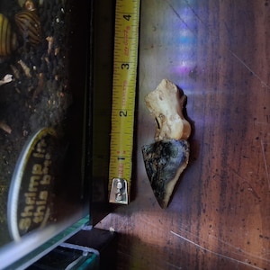 May include: A piece of driftwood, approximately 3 inches long, with a light brown top and a dark, triangular bottom. A yellow measuring tape is positioned next to the driftwood. The image also shows a fish tank with snails.