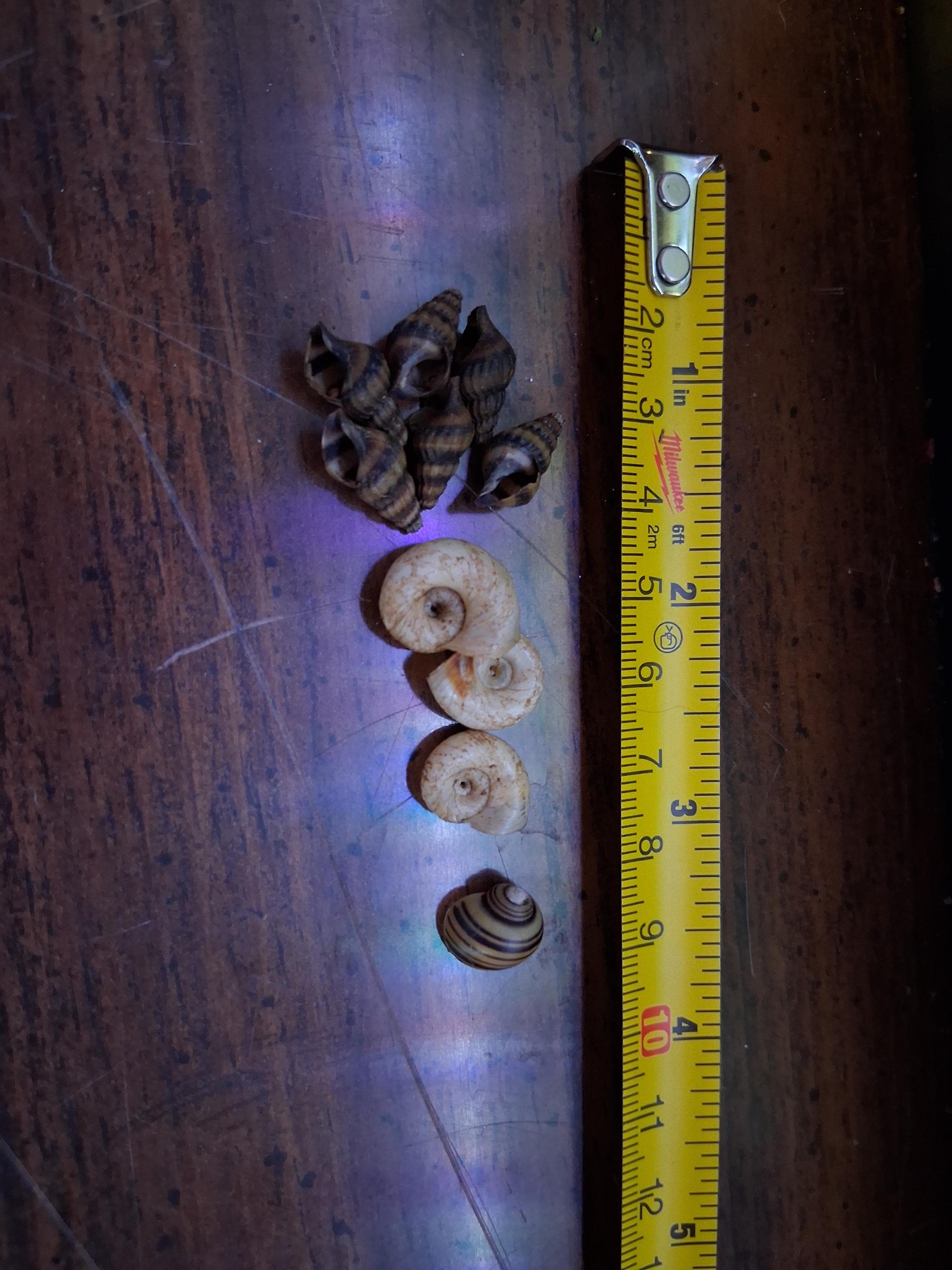 snail shells ramhorn, mystery, assassin and spixi (RARE) READ DESCRIPTION!