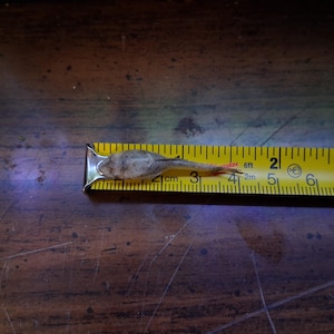 RARE Otto catfish whole skeleton!!