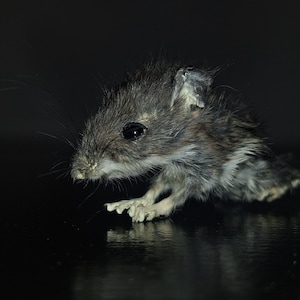 May include: A small, taxidermied rodent with dark grey and brown fur, prominent whiskers, and large, dark, reflective eyes. The creature is positioned in a low, forward-leaning stance, showcasing its detailed paws and textured fur against a dark background.