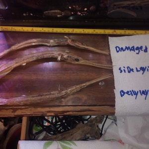 Vintage mummified needlefish, batfish, starfish and partial catfish skull