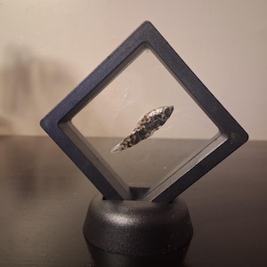 Dalmatian Molly mummified (female)  + floating display frame