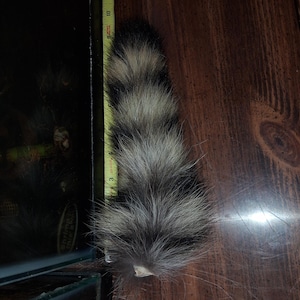 Raccoon tail mummified (male)