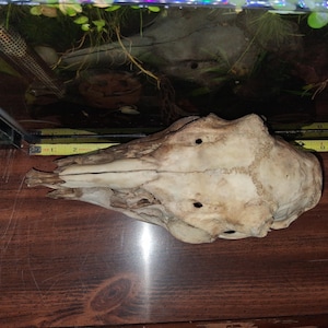 Op de afbeelding: Een verweerde dierlijke schedel met zichtbare naden en drie prominente gaten. De schedel is gebroken wit en bruin, liggend op een donker houten oppervlak. Een gele rolmaat ligt naast de schedel en toont centimeters.