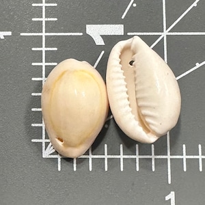 Conchiglia di ciprea