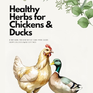 May include: Watercolor illustration featuring a hen and a duck. The image includes the text "Healthy Herbs for Chickens & Ducks" and "A Natural Preventative Care Mini Guide from Collieflower Cottage."