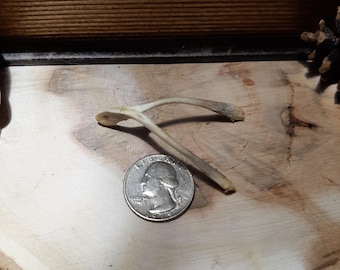 Real Wishbone – Ethically Sourced Chicken or Turkey Bone for Crafting, Spellwork, Charm