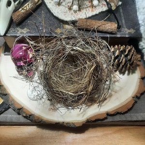 May include: A bird nest constructed from thin, dry brown twigs and grasses. The nest is positioned on a light-colored wood slice alongside a small purple skull, a brown pinecone, a silver coin, and a dark book with gold-colored accents.