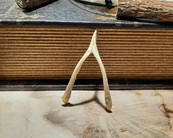 Real Wishbone – Ethically Sourced Chicken or Turkey Bone for Crafting, Spellwork, Charm