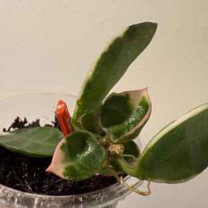 Hoya Lacunosa Asami (Clone 2)