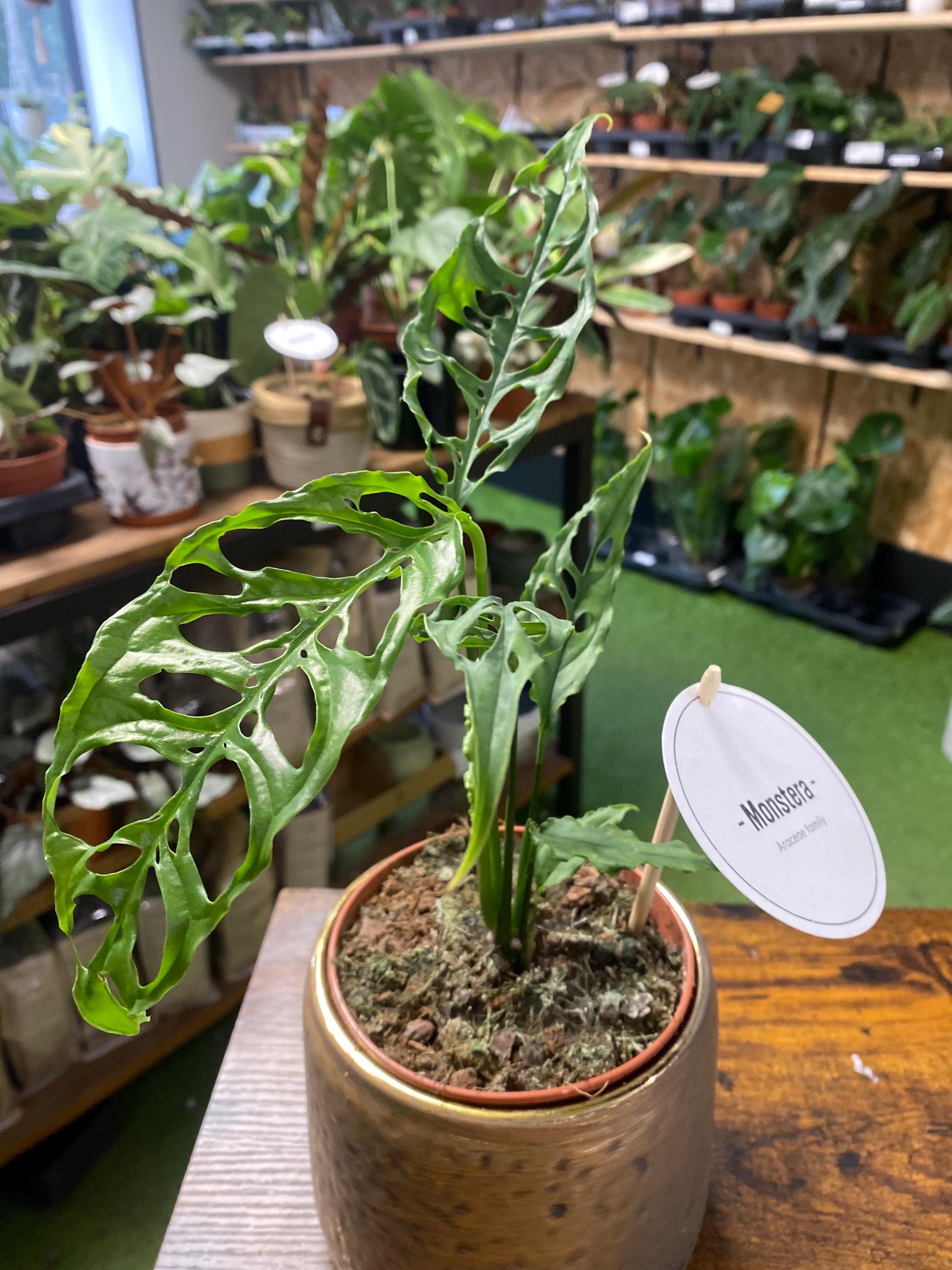 【rinさま専用】８点セット ばく様 リクエスト 3点 まとめ商品 よもも様 リクエスト 3点 まとめ商品