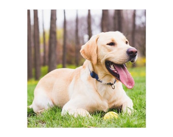 labrador retriever Square Magnet