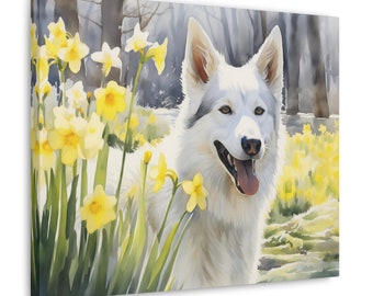 Op de afbeelding: Een witte hond met een roze tong die uitsteekt staat in een veld met gele narcissen. De hond kijkt recht naar de kijker. De achtergrond is een wazig bos.