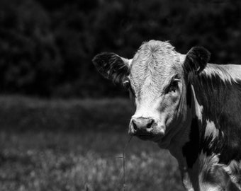 Cow Canvas Wall Art 40 x 60, Decor black white Print, Cow canvas print