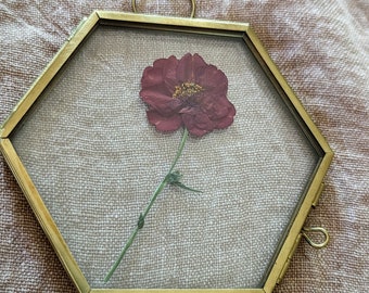 Framed Scarlet Geum Flower