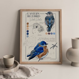 Eastern Bluebird Painting, Birder Gift, Wildlife Wall Art Print Nature Decor, Bird Watcher Gift, Field Notes Audubon Society Artwork