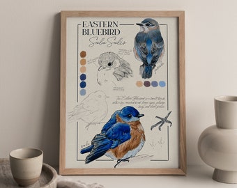 Eastern Bluebird Painting, Birder Gift, Wildlife Wall Art Print Nature Decor, Bird Watcher Gift, Field Notes Audubon Society Artwork