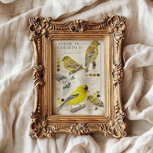 American Goldfinch Painting Print, Birder Gift, Wildlife Wall Decor, Nature Artwork, Audubon Society Bird Watcher Collectable, Yellow Bird
