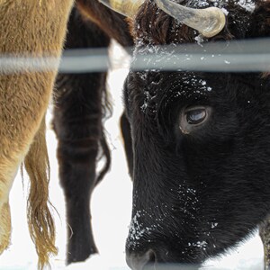 Vaca Negra