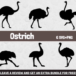 Struisvogel Svg, Svg-bestanden voor Cricut, Dierentuin Svg, Vogelsilhouet, Struisvogelsilhouet, Dierlijke Clipart, Struisvogel Clipart, Vogelontwerp, Struisvogel PNG