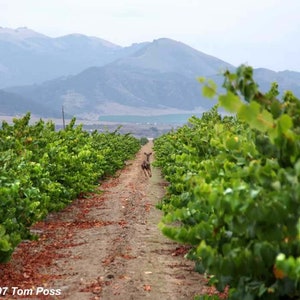 Deer in the Vineyard