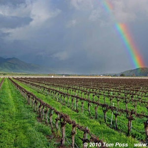 Rainbow Over the Vineyard