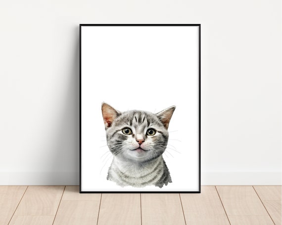 Baby american shorthair cat 2025