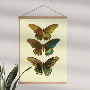 Butterfly Art, Vintage Posters, Cottagecore Decor, Nature Paintings, Bedroom Wall Art, Moth Design,Print At Home