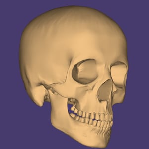 skull 3d stl file