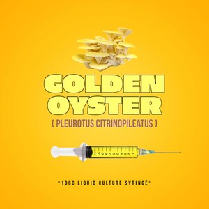 Golden Oyster Mushroom Liquid Culture (10cc/ml)