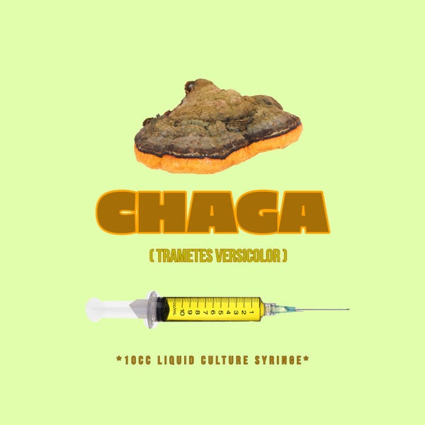 Chaga Mushroom Liquid Culture (10cc/ml)