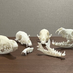 May include: Five white animal skulls, likely from foxes, arranged on a wooden surface. The skulls are in various positions, some with their jaws open, revealing teeth.